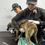 maltrato animal en San Jacinto del Cauca