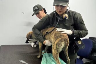 maltrato animal en San Jacinto del Cauca